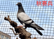 ����ͣ�� 58���������������