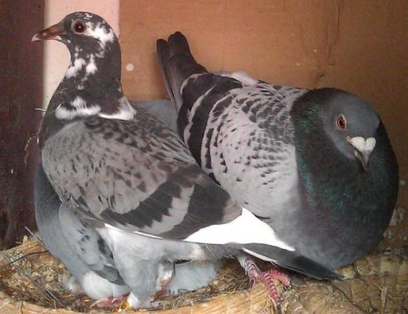 �����ȿ������ٿ����ӣ�