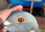 ����۾� �������������ȴʧ��͸��