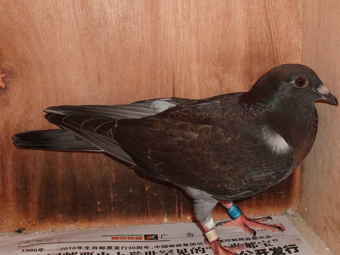 �ҶԷŸ롰�۹ǡ�������