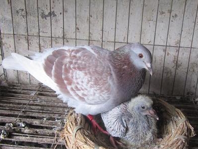 �����λ�ھ���ô������Ѫ��