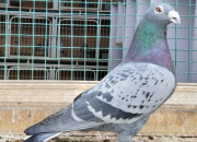 �������������������Բͷ