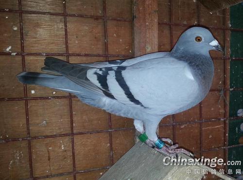 �����б�׼��