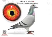 �����ٳ����������-�������Ҵơ�