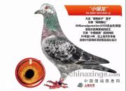 һֻ���뻨�����ս����塪���Ϻ����