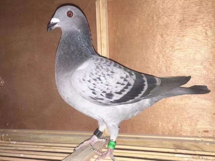 ����Ҳ��һ������