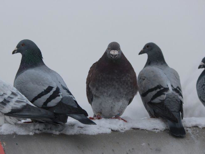����δ�鳲�Ķ��ǲ���