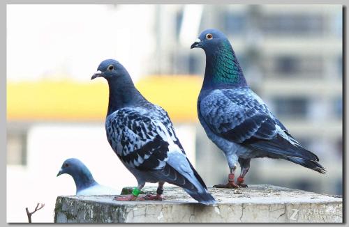 �������������ף�����˭�Ĵ���