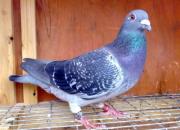 ��������� ��������