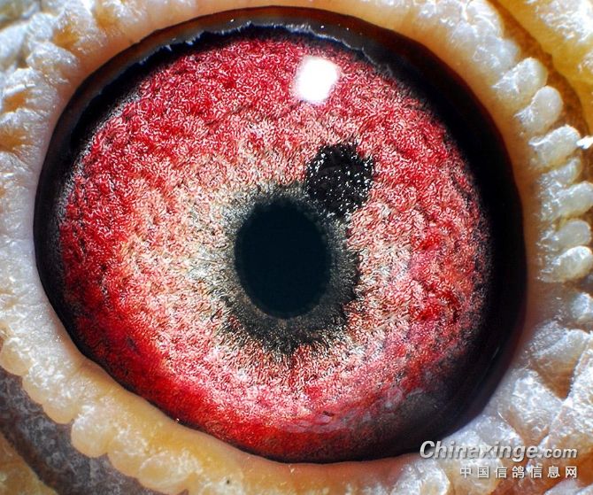 ���ۣ�ʲô���ĸ��������ָ룿