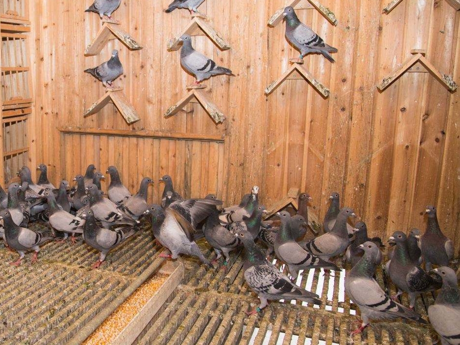 ��ʱιʳ����ȡ��