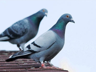 �����Ŵ��Ͳ�������ӣ�