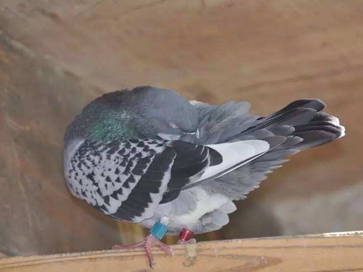 �����������ʦ����Ҫ��