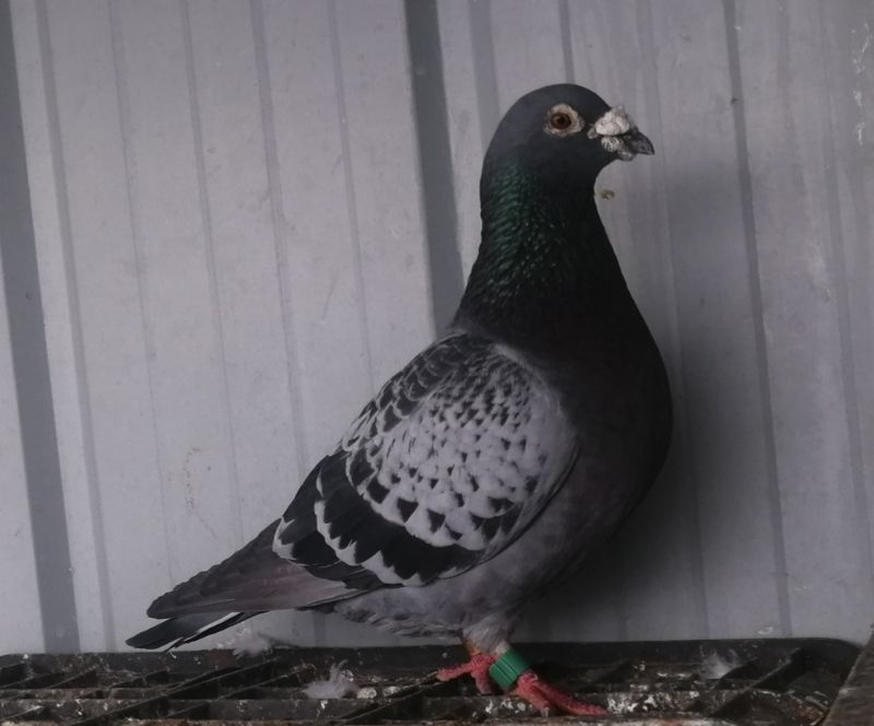 �ϸ��ӻ���������