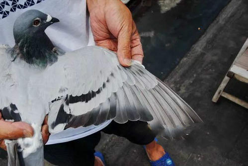 ǧ����Ĺ鳲�������ּ�ֵ��