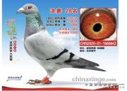 ��һ���͹��� ������ʮֻ��������