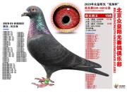 ȫ���ĳ���߼ۡ�����ɫ����3337