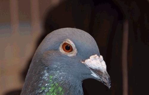 �����ø���ȥ�� ������ȥ��