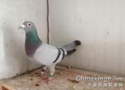 ����Ѫͳ�Ĵ��� ����Ѫͳ������