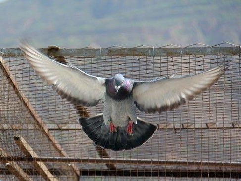 �����츳��Ŭ����Ҫ��