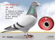 ����˹561���� ��ǿ�����ϱ�ͨ��