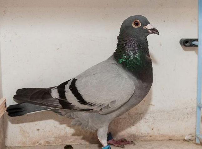 �ھ�����ƽ����ǧ�