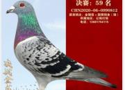 2020���ܽ᣺��è���� ����Ҳ��è