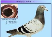 ����ղɭ���뵵�����¹��ն�÷˹�ķ���¼�