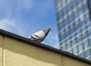 Ц�����������ɽ���ϵı�