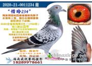 �ܽ�2020��������ҧ��δ����� ��ʧ�ھ� 