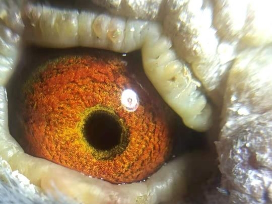 ��Ͳ�����Ƥ���Ѫͳ�ã�