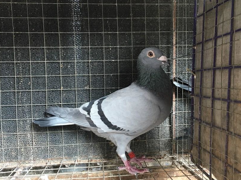 00����⣺��Ϊ�ø룿