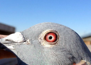 �رȻ��Ǿ�ƽ���������� ϲӮͨ��