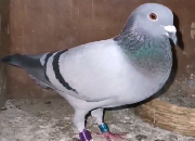 ����Ҫ�ϳ�������� ��������ͷ