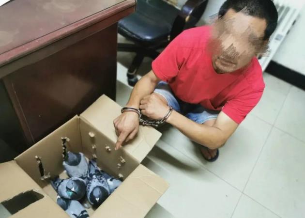 “训放盯上别家鸽棚”续：偷鸽33只 获刑两年半