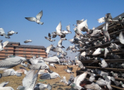 �ٷְٹ鳲 ����21��ĵ�һ���̳���