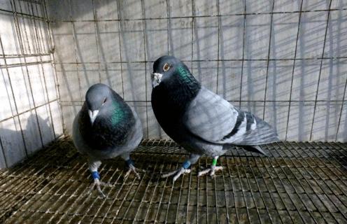 ������������ôѡ��