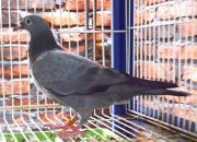 С������� ֻ����Ѫͳ�ͼ�ϵ��