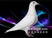 ����İ����루ͼƬ��