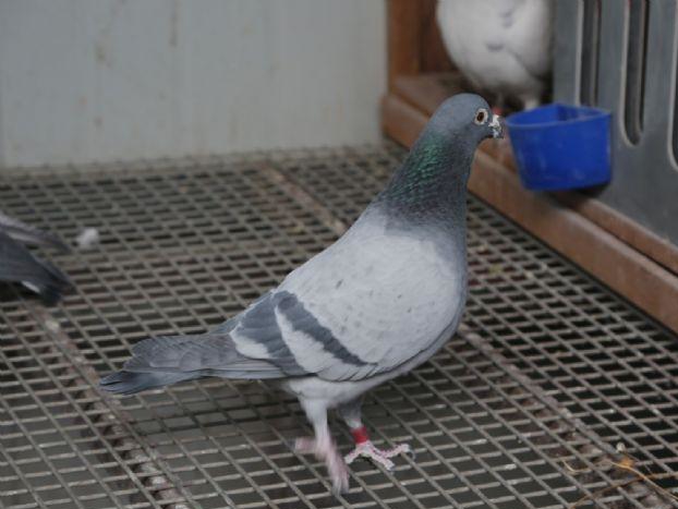 �᳤��ֻҪ����û��� ���ܵ��䲻��ɶ��