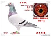 ��������Ӳ�� ������զ��