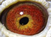 ������Ѫ���ۼ���