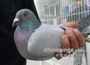 �������ŵ��Ÿ루ͼƬ��