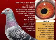 ѡһ·���ָ���������������