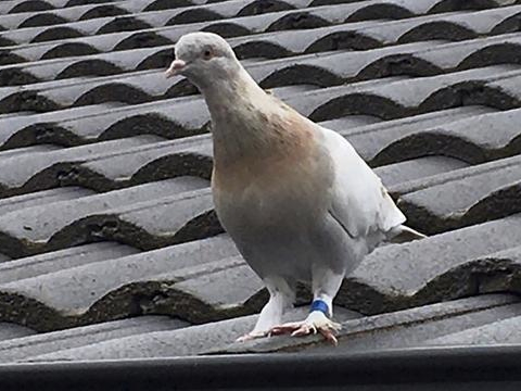 ���������Խ���� �Ĵ����ǵ��֣����ɻ�ȥ��ɱ��