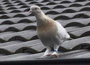 ���������Խ���� �Ĵ����ǵ��֣����ɻ�ȥ��ɱ��