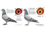 �����Թ�����Ӯ���� �����ھ���21��ָ��