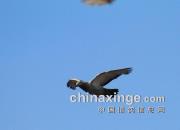 ���봩Խ��ҹ��Ŀޣ�ͼƬ��