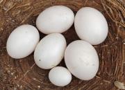 �������͵Ĵ�������֡���ȸ����