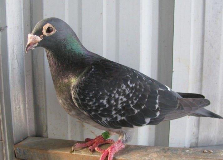 ��Բ��ع˼������